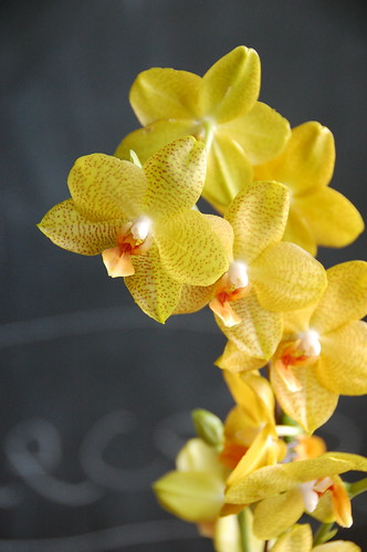 yellow week: orchid