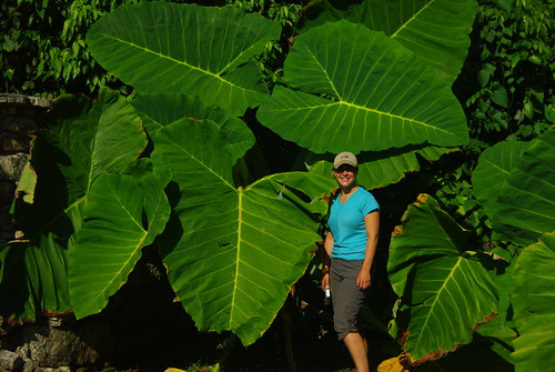 Giant Plants at Palenque