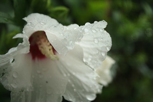 Wet White Flower