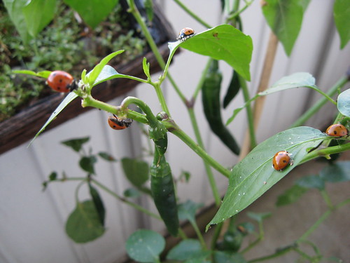 More ladybugs on my chili.