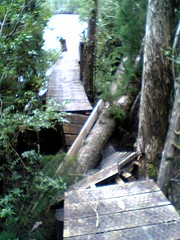 Huon Pine crushing the board walk on the Gordon River