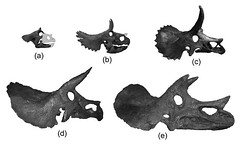 triceratop horns: a is a 1yo baby, c is older juvenile, d is a young adult, e is an adult - livescience
