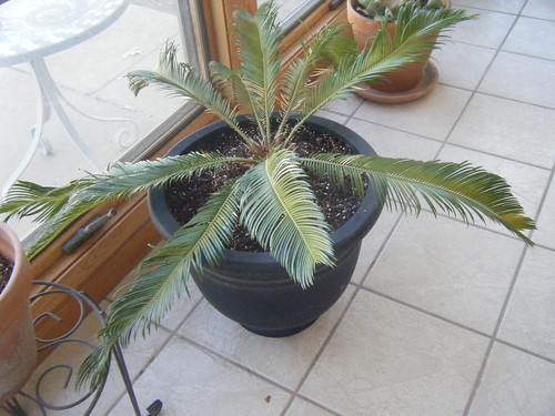 Sago Palm (Potted)