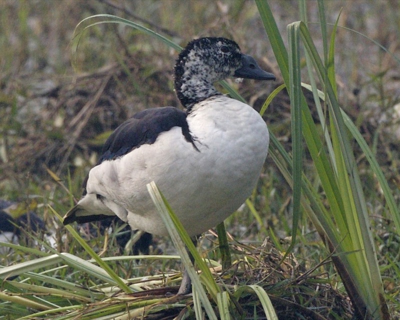 Sarkidiornis melanotos image