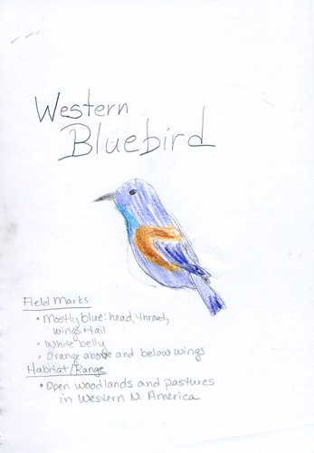 Western Bluebird Nature Journal -- Zippy age 9