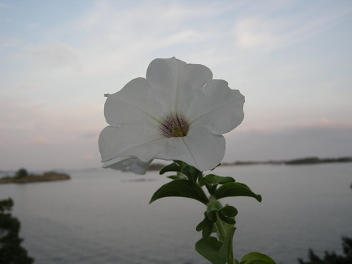 Blomst 2