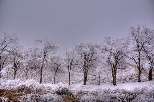 Trees Covered in Frost - HDR
