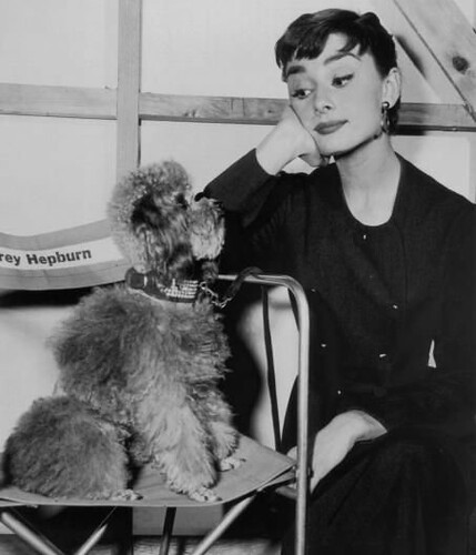 60-Hepburn And Poodle