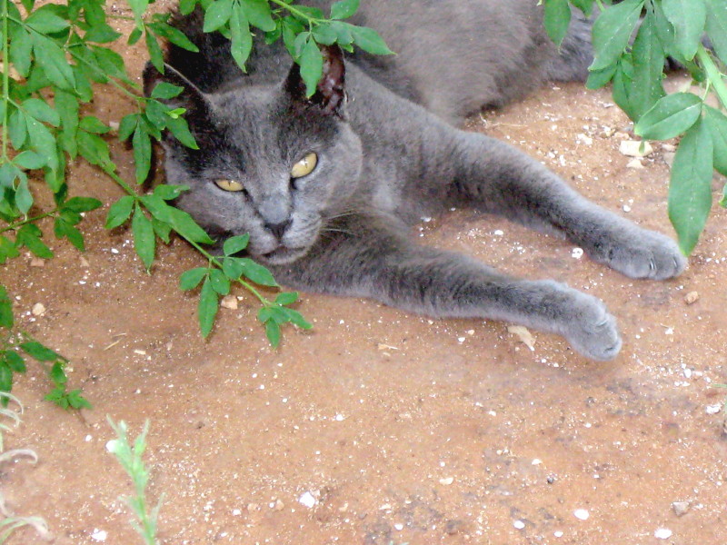 11-7-2009-garden-cat