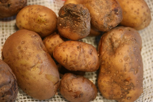 blighted botatoes