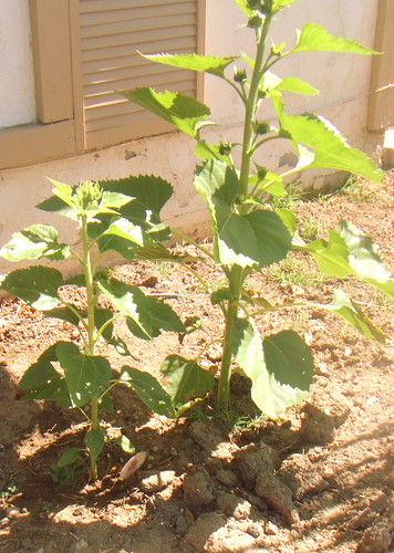 the apricot sunflowers grow