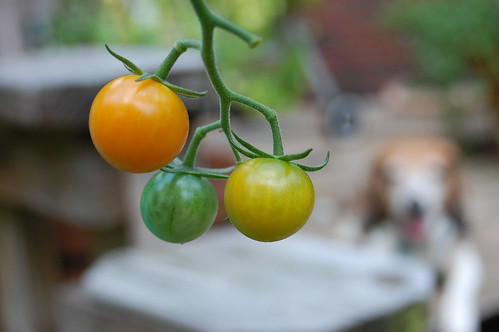 Tomatoes and Dawson
