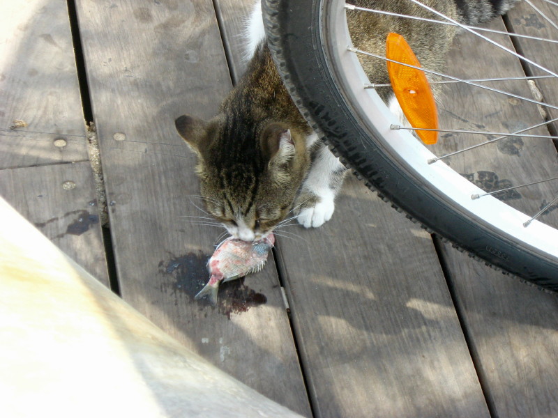 3-10-2009-middle-of-the-road-kitty-eating-fish