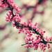 spring classic by *Karo*