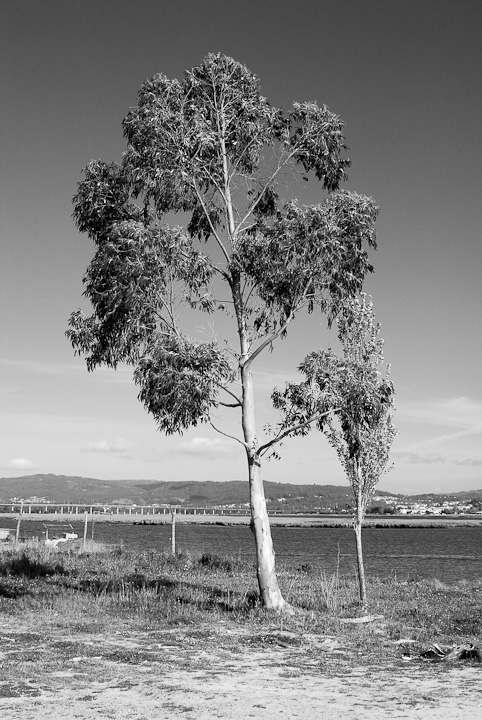 Árvore Solitária com o Rio Lima em fundo