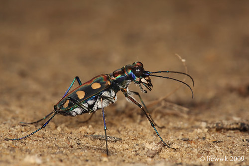 2.29 Tiger beetle Cicindelephilia 八星虎甲蟲 Cosmodela batesi