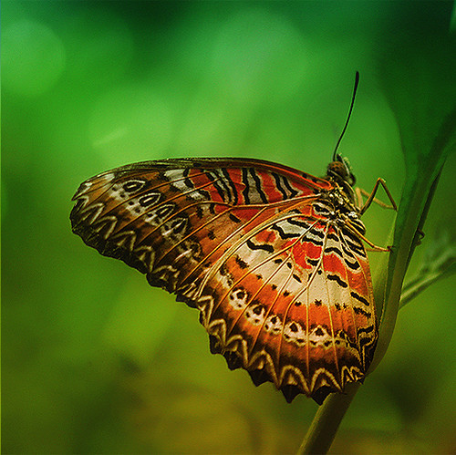 Leopard Lacewing 