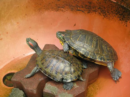 巴西烏龜