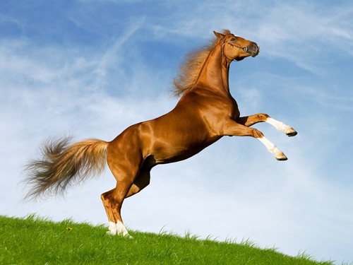 Horses Running Wallpaper. Horse is my favorite animal