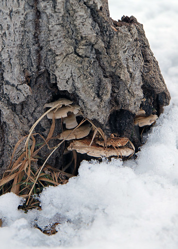 fungi in the snow