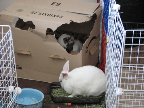 gus in the hay bowl, betsy in the box