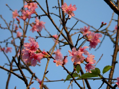 大尖山櫻花