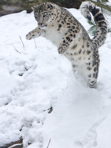 snow leopard  iso