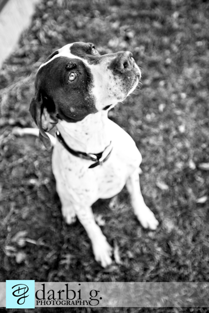 Darbi G photography-dog puppy photographer-_MG_9593-Edit