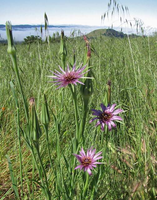 salsify and foggy hills