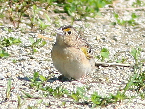Grasshopper Sparrow 2-20090622