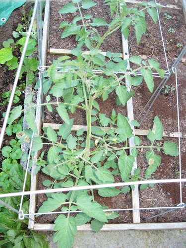 Caged Volunteer Tomatoes