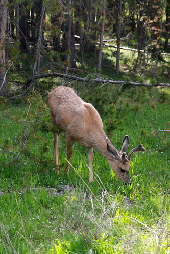 Elk, up close