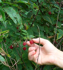 raspberry_picking