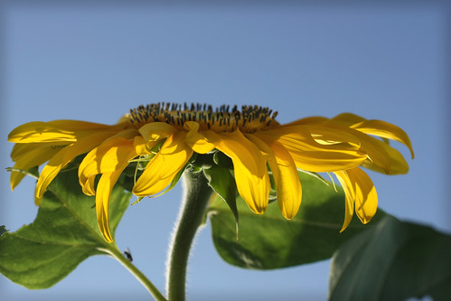sunflower w vig