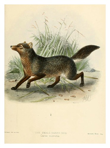 013-Perro de orejas pequeñas-Dogs jackals wolves and foxes…1890- J.G. Kulemans