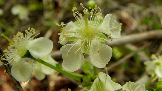 Campomanesia aromatica (Aubl.) Griseb.