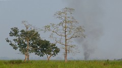 Landscape with smoke