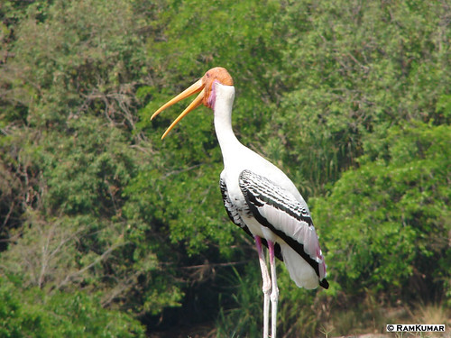 Painted Stork - Ranganathittu
