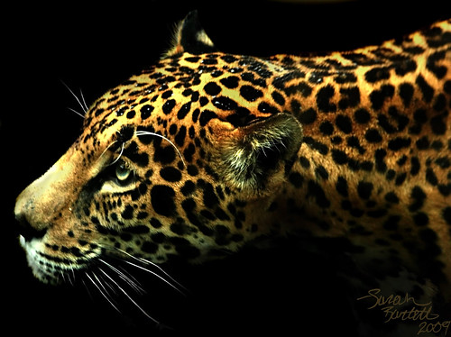 jaguar animal pictures. a female jaguar at the