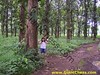 Teak Forest In Java Island - Indonesia