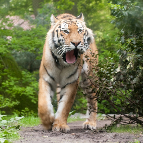 Extinction wild tigers of
