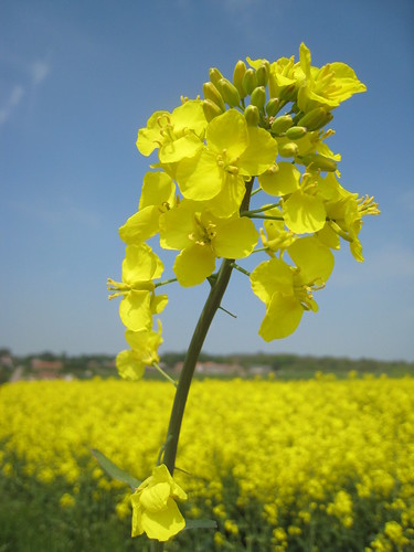 Colza / Rapeseed, French Countryside