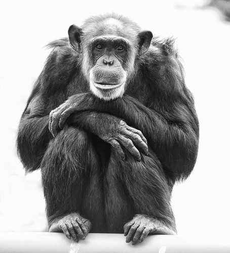  フリー画像| 動物写真| 哺乳類| 猿/サル| チンパンジー| モノクロ写真|      フリー素材| 
