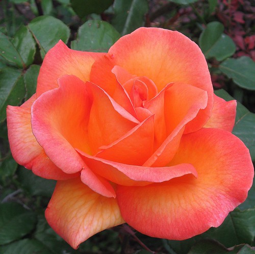 Beautiful Images Of Roses. eautiful rose