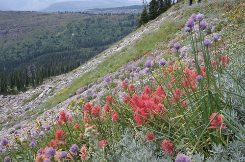 Paintbrush and Wild Chives -- Glacier National Park