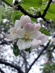 AppleBlossoms_51111n