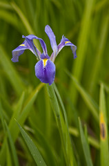 San Bernard NWR 2 - Blue Flag Lilly/Iris Versicolor