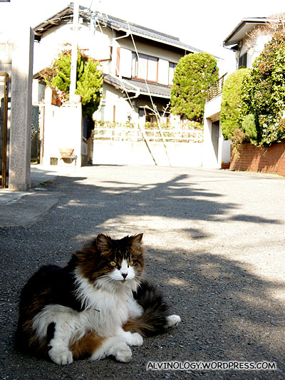 Japanese cats are much fatter than their counterparts in Singapore
