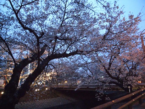 09-03-29【桜】＠大和高田