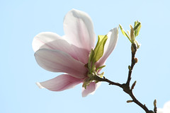 玉兰 - Magnolia denudata